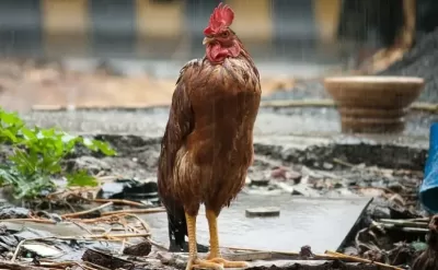 Peluang Usaha Hewan Ternak 1