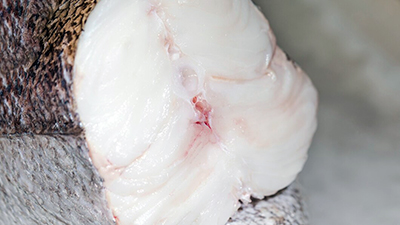 ikan putih tanpa lemak